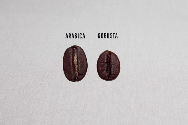 Arabica / Robusta : Quelles Sont Les Différences ?